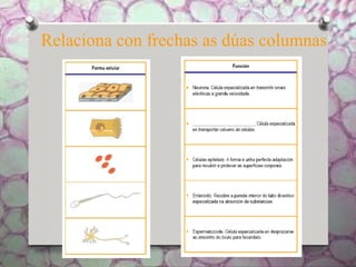 Relaciona con frechas as dúas columnas
 