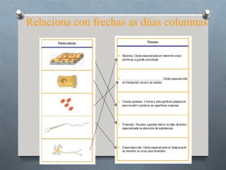 Relaciona con frechas as dúas columnas
 
