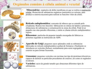 Orgánulos comúns á célula animal e vexetal
• Mitocondrias: orgánulos de dobre membrana en que se realiza a respiración
celular reacción de substancias orgánicas (nutrientes) co osíxeno, para
producir a enerxía necesaria para realizar as funcións vitais da célula.
•
• Retículo endoplasmático: conxunto de tubaxes que se estende polo
citoplasma. Realiza tres funcións: fabricación ou síntese de lípidos e proteínas;
almacenaxe de substancias e comunicación ás zonas da célula. Pode levar
pegados nas súas paredes ribosomas, e entón se chama retículo endoplasmático
rugoso.
Ribosomas: partículas de pequeno tamaño encargadas de fabricar as
proteínas seguindo as instrucións do ADN.
• Aparello de Golgi: pequenos sacos aplanados onde as substancias
fabricadas no retículo endoplasmático acaban de formarse e finalmente se
introducen en vesículas (bolsas), normalmente para seren segregadas ao
exterior ou para formar lisosomas.
• Lisosomas: pequenas vesículas con encimas (un tipo de proteínas) dixestivos,
capaces de destruír as partículas procedentes do exterior, así como os orgánulos
en desuso.
• Vacúolos: sacos de grande tamaño que almacenan diferentes tipos de
substancias.
 