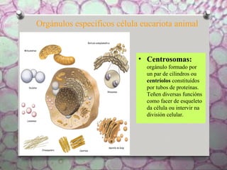 Orgánulos específicos célula eucariota animal
• Centrosomas:
orgánulo formado por
un par de cilindros ou
centríolos constituídos
por tubos de proteínas.
Teñen diversas funcións
como facer de esqueleto
da célula ou intervir na
división celular.
 