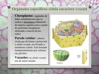 Orgánulos específicos célula eucariota vexetal
• Cloroplastos: orgánulos de
dobre membrana nos que se
realiza a fotosíntese (obtención
de materia orgánica nova a partir
de moléculas inorgánicas
utilizando a enerxía da luz
solar).
• Parede celular: cuberta
ríxida que dá forma e protección
a célula vexetal, envolvendo a
membrana celular. Está formada
fundamentalmente por celulosa
(un glícido).
• Vacuolos: na célula vexetal
son de maior tamaño
• Cloroplastos: orgánulos de
dobre membrana nos que se
realiza a fotosíntese (obtención
de materia orgánica nova a partir
de moléculas inorgánicas
utilizando a enerxía da luz
solar).
• Parede celular: cuberta
ríxida que dá forma e protección
a célula vexetal, envolvendo a
membrana celular. Está formada
fundamentalmente por celulosa
(un glícido).
• Vacuolos: na célula vexetal
son de maior tamaño
 