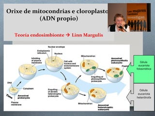 Orixe de mitocondrias e cloroplastos
(ADN propio)
Teoría endosimbionte  Linn Margulis
Célula
eucariota
fotosintética
Célula
eucariota
heterótrofa
 
