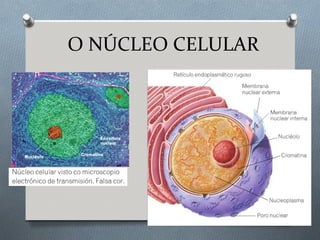 O NÚCLEO CELULAR
 