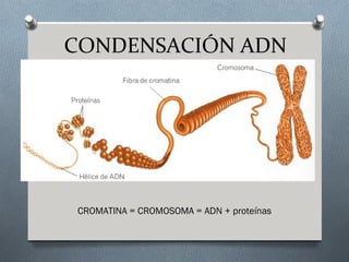 CONDENSACIÓN ADN
CROMATINA = CROMOSOMA = ADN + proteínas
 