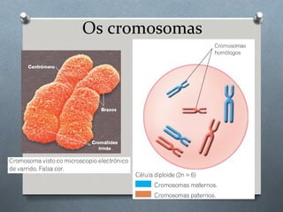 Os cromosomas
 
