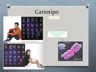 Cariotipo
AUTOSOMAS
HETEROCROMOSOMAS
OU CROMOSOMAS
SEXUAIS
 