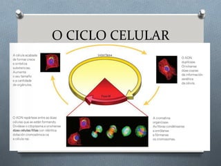O CICLO CELULAR
 