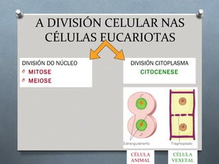 A DIVISIÓN CELULAR NAS
CÉLULAS EUCARIOTAS
DIVISIÓN DO NÚCLEO
O MITOSE
O MEIOSE
DIVISIÓN CITOPLASMA
CITOCENESE
CÉLULA
VEXETAL
CÉLULA
ANIMAL
 