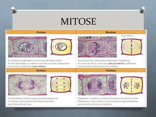 MITOSE
 