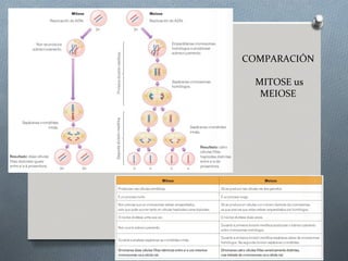 COMPARACIÓN
MITOSE us
MEIOSE
 