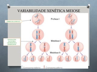 VARIABILIDADE XENÉTICA MEIOSE
SOBRECRUZAMENTO
SEPARACIÓN
ALEATORIA
CROMOSOMAS
HOMÓLOGOS
 