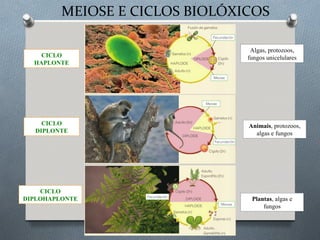 MEIOSE E CICLOS BIOLÓXICOS
CICLO
HAPLONTE
CICLO
DIPLONTE
CICLO
DIPLOHAPLONTE
Algas, protozoos,
fungos unicelulares
Animais, protozoos,
algas e fungos
Plantas, algas e
fungos
 