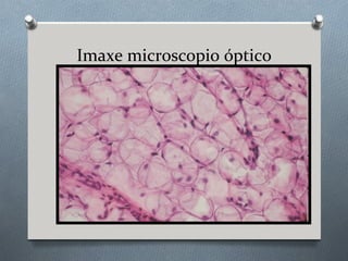 Imaxe microscopio óptico
 