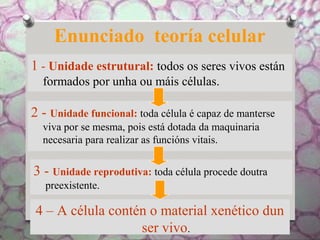 Enunciado teoría celular
1 - Unidade estrutural: todos os seres vivos están
formados por unha ou máis células.
2 - Unidade funcional: toda célula é capaz de manterse
viva por se mesma, pois está dotada da maquinaria
necesaria para realizar as funcións vitais.
3 - Unidade reprodutiva: toda célula procede doutra
preexistente.
4 – A célula contén o material xenético dun
ser vivo.
 