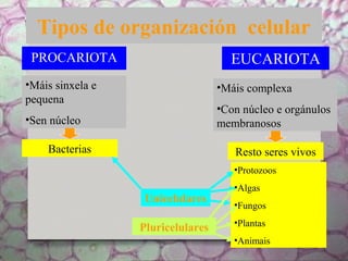 Tipos de organización celular
PROCARIOTA EUCARIOTA
•Máis sinxela e
pequena
•Sen núcleo
•Máis complexa
•Con núcleo e orgánulos
membranosos
Bacterias Resto seres vivos
Unicelulares
•Protozoos
•Algas
•Fungos
•Plantas
•Animais
Pluricelulares
 