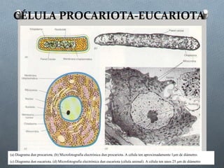 CÉLULA PROCARIOTA-EUCARIOTA
(a) Diagrama dun procariota. (b) Microfotografía electrónica dun procariota. A célula ten aproximadamente 1μm de diámetro.
(c) Diagrama dun eucariota. (d) Microfotografía electrónica dun eucariota (célula animal). A célula ten unos 25 μm de diámetro
 