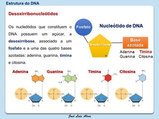 Desoxirribonucleótidos
Os nucleótidos que constituem o
DNA possuem um açúcar, a
desoxirribose, associado a um
fosfato e a uma das quatro bases
azotadas: adenina, guanina, timina
e citosina.
Estrutura do DNA
 