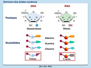 Nucleótidos
Adenina
Guanina
Citosina
Pentoses
DNA RNA
Estrutura dos ácidos nucleicos
 