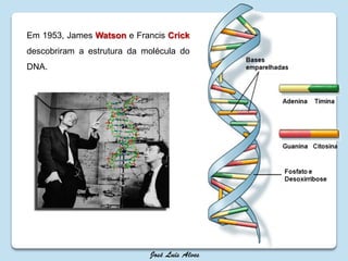 Em 1953, James Watson e Francis Crick
descobriram a estrutura da molécula do
DNA.
 