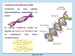 A estrutura da molécula de DNA
Constituída por duas cadeias
polinucleotídicas antiparalelas, em
espiral.
As cadeias mantêm-se unidas por
ligações de pontes de hidrogénio que
se estabelecem entre bases
complementares.
 