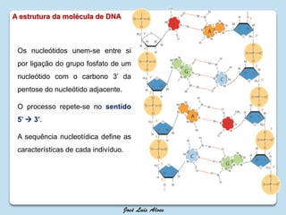 A estrutura da molécula de DNA
Os nucleótidos unem-se entre si
por ligação do grupo fosfato de um
nucleótido com o carbono 3’ da
pentose do nucleótido adjacente.
O processo repete-se no sentido
5’  3’.
A sequência nucleotídica define as
características de cada indivíduo.
 