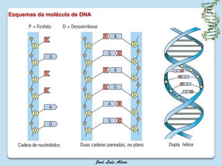 Esquemas da molécula de DNA
 
