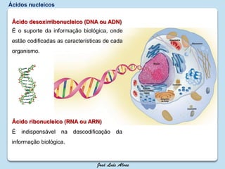 Ácidos nucleicos
Ácido desoxirribonucleico (DNA ou ADN)
É o suporte da informação biológica, onde
estão codificadas as características de cada
organismo.
Ácido ribonucleico (RNA ou ARN)
É indispensável na descodificação da
informação biológica.
 