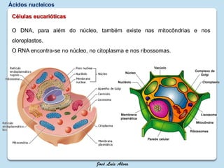 Células eucarióticas
O DNA, para além do núcleo, também existe nas mitocôndrias e nos
cloroplastos.
O RNA encontra-se no núcleo, no citoplasma e nos ribossomas.
Ácidos nucleicos
 