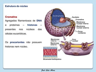 Estrutura do núcleo
Cromatina
Agregados filamentosos de DNA
e proteínas – histonas –
presentes nos núcleos das
células eucarióticas.
Os procariontes não possuem
histonas nem núcleo.
 
