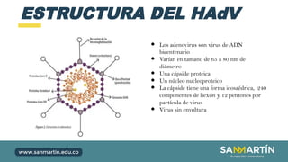 ESTRUCTURA DEL HAdV
● Los adenovirus son virus de ADN
bicentenario
● Varían en tamaño de 65 a 80 nm de
diámetro
● Una cápside proteica
● Un núcleo nucleoproteico
● La cápside tiene una forma icosaédrica, 240
componentes de hexón y 12 pentones por
partícula de virus
● Virus sin envoltura
 