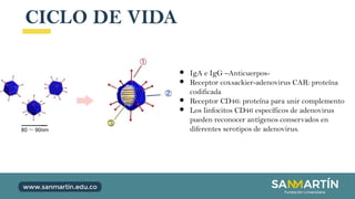 CICLO DE VIDA
● IgA e IgG –Anticuerpos-
● Receptor coxsackier-adenovirus CAR: proteína
codificada
● Receptor CD46: proteína para unir complemento
● Los linfocitos CD46 específicos de adenovirus
pueden reconocer antígenos conservados en
diferentes serotipos de adenovirus.
 