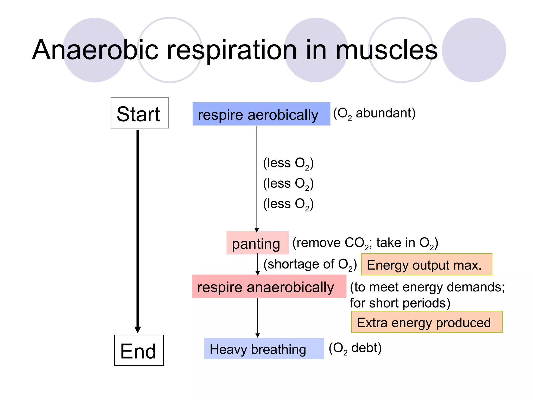 Anaerobic respiration in muscles Start End respire aerobically panting (remove CO 2 ; take in O 2 ) respire anaerobically (to meet energy demands; for short periods) (O 2  abundant) (less O 2 ) (less O 2 ) (less O 2 ) (shortage of O 2 ) Energy output max. Heavy breathing Extra energy produced (O 2  debt) 
