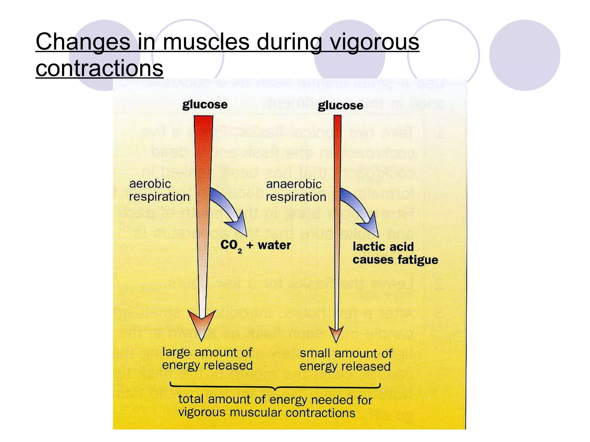 Changes in muscles during vigorous contractions 