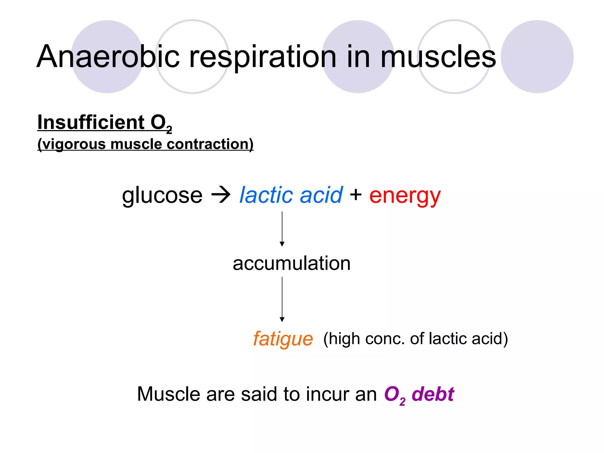 Anaerobic respiration in muscles glucose     lactic acid  +  energy Insufficient O 2 (vigorous muscle contraction) accumulation fatigue (high conc. of lactic acid) Muscle are said to incur an  O 2  debt 