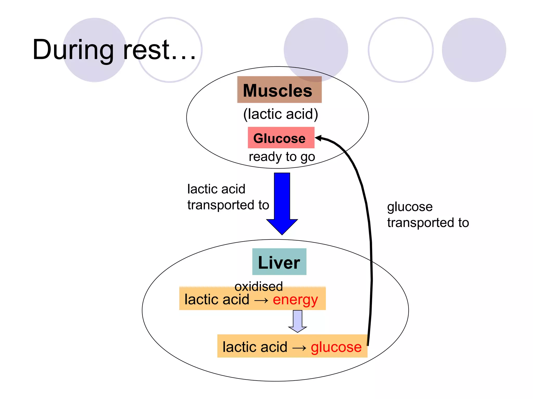During rest… Muscles (lactic acid) Liver lactic acid  ->  energy oxidised lactic acid transported to Glucose lactic acid  ->  glucose ready to go glucose transported to 