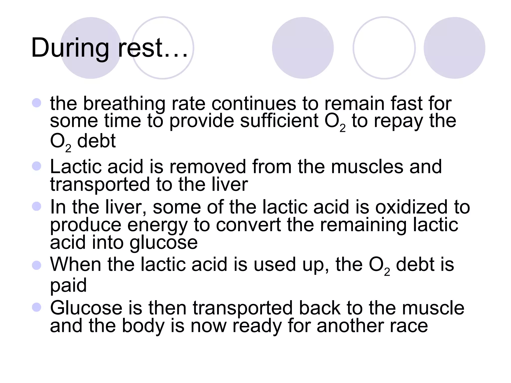 During rest… the breathing rate continues to remain fast for some time to provide sufficient O 2  to repay the O 2  debt  Lactic acid is removed from the muscles and transported to the liver  In the liver, some of the lactic acid is oxidized to produce energy to convert the remaining lactic acid into glucose  When the lactic acid is used up, the O 2  debt is paid Glucose is then transported back to the muscle and the body is now ready for another race 