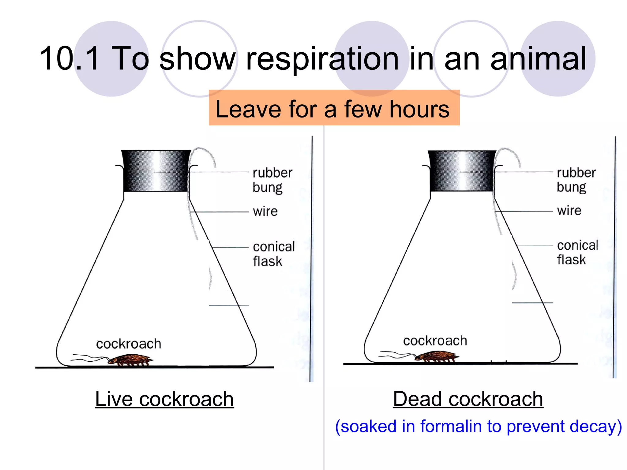 10.1 To show respiration in an animal Live cockroach Dead cockroach (soaked in formalin to prevent decay) Leave for a few hours 