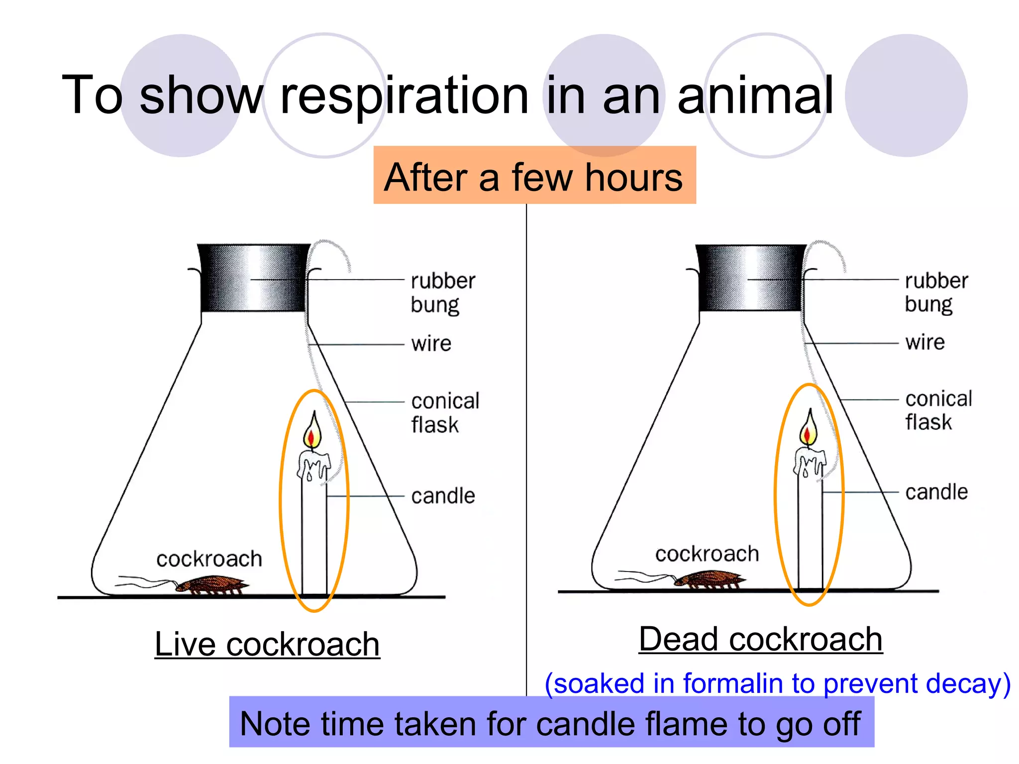 To show respiration in an animal Live cockroach Dead cockroach (soaked in formalin to prevent decay) After a few hours Note time taken for candle flame to go off 