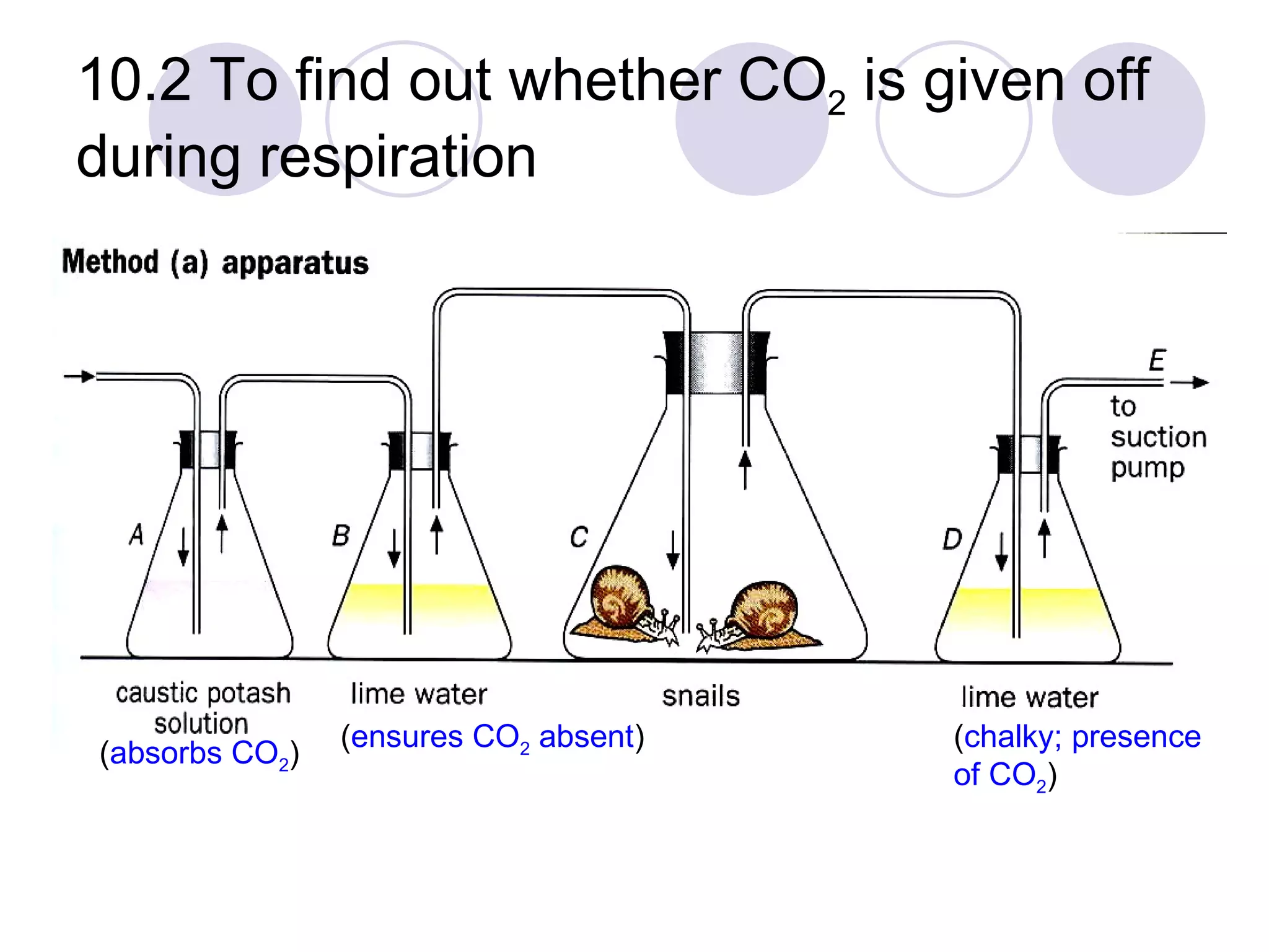 10.2 To find out whether CO 2  is given off during respiration ( absorbs CO 2 ) ( chalky; presence of CO 2 ) ( ensures CO 2  absent ) 