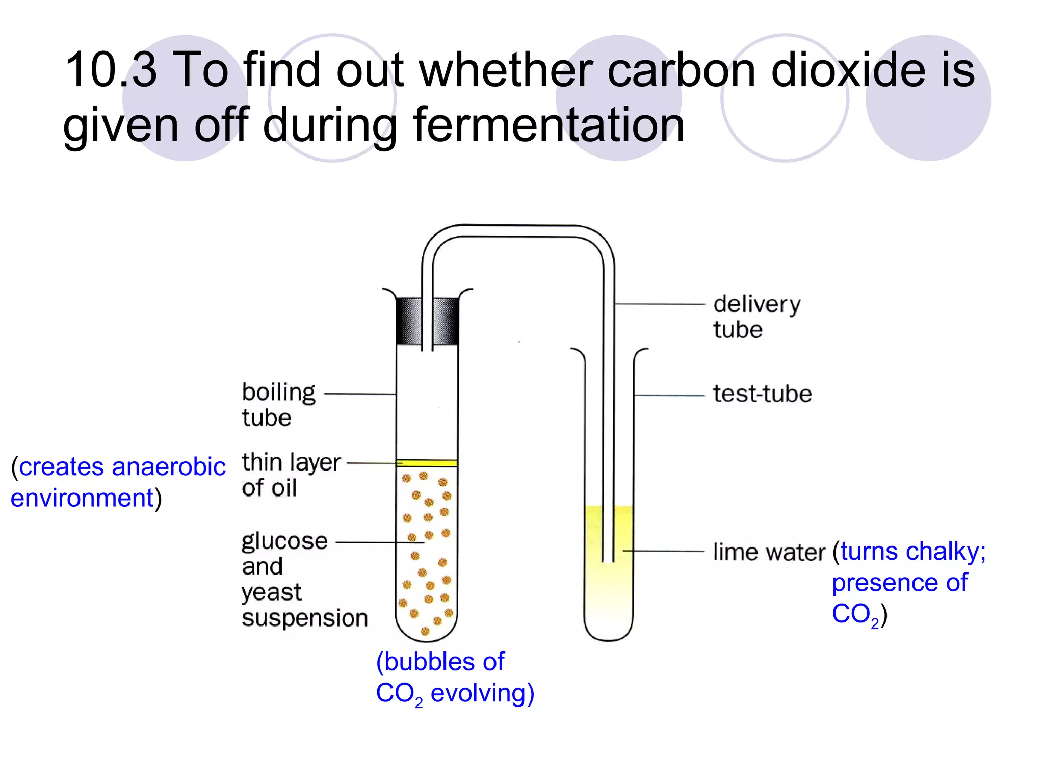 10.3 To find out whether carbon dioxide is given off during fermentation ( creates anaerobic environment ) ( turns chalky; presence of CO 2 ) (bubbles of CO 2  evolving) 
