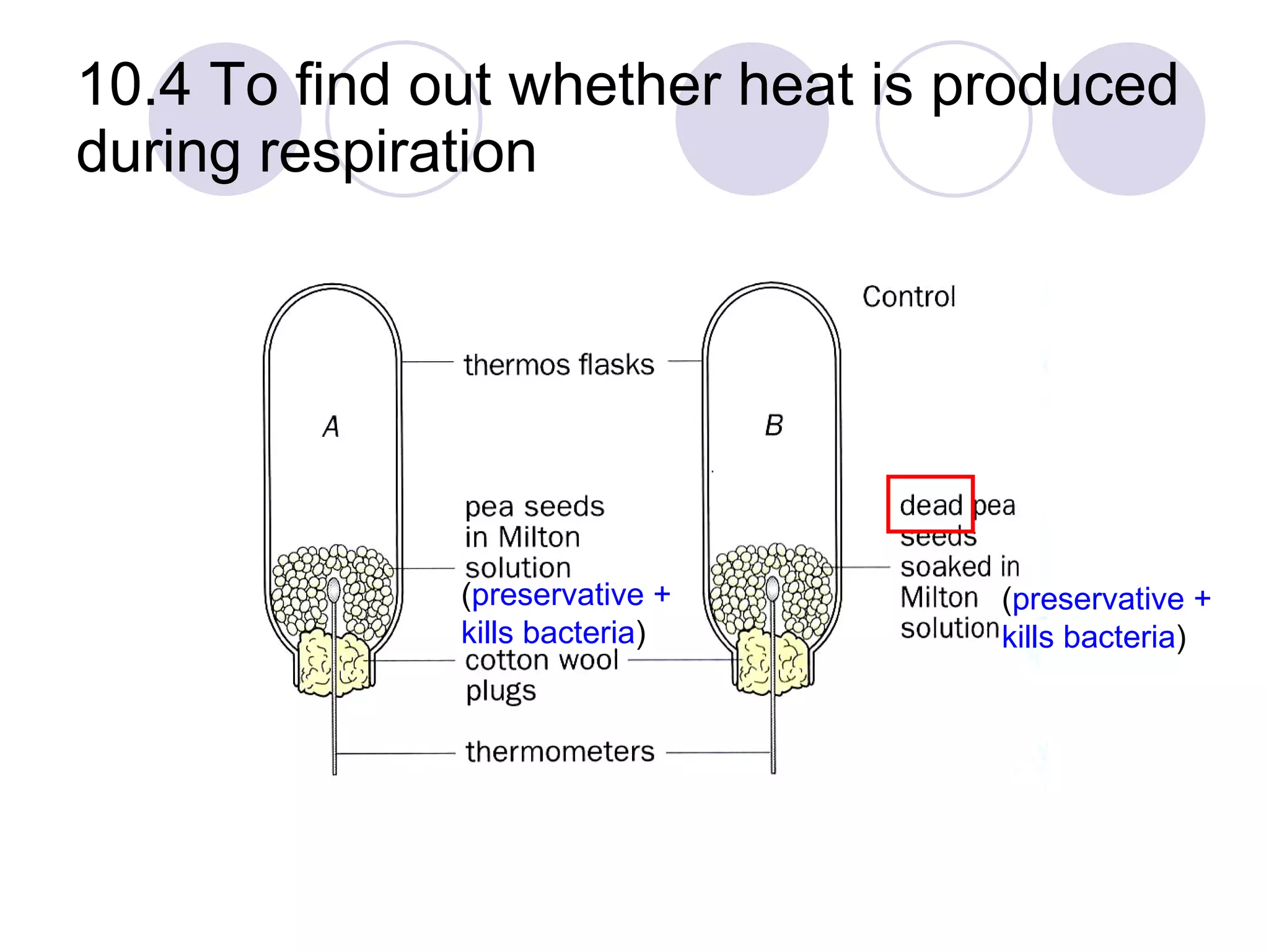 10.4 To find out whether heat is produced during respiration ( preservative + kills bacteria ) ( preservative + kills bacteria ) 