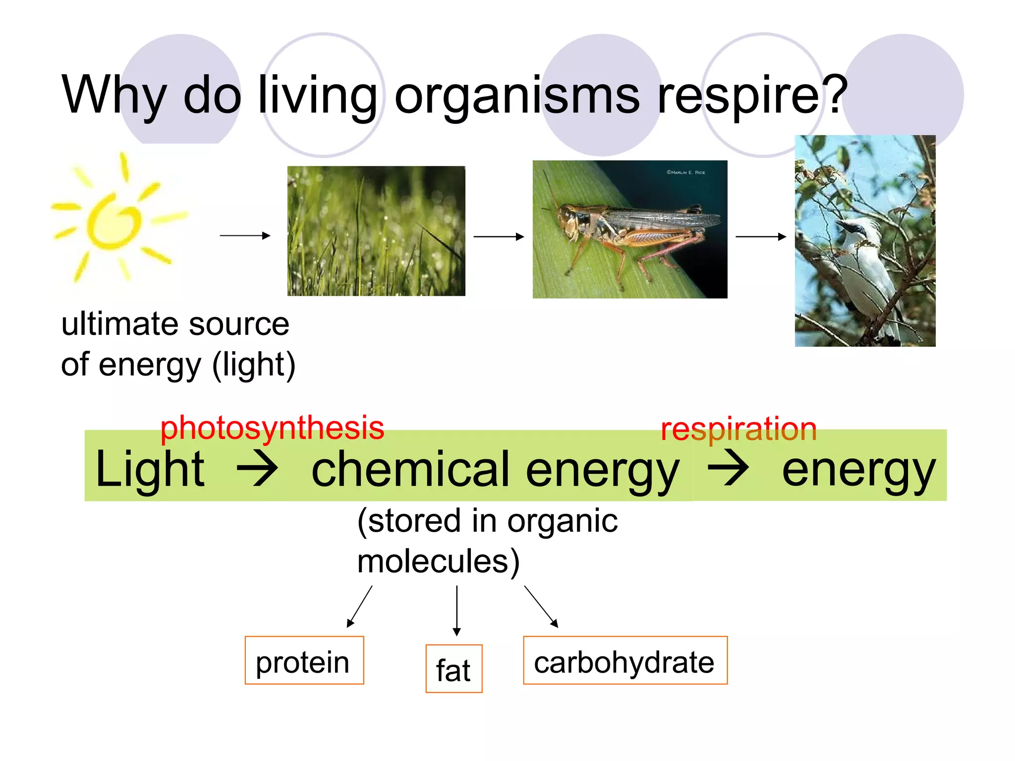 Why do living organisms respire? Light     chemical energy ultimate source of energy (light) (stored in organic molecules) protein fat carbohydrate respiration photosynthesis    energy 