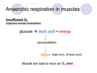 Anaerobic respiration in muscles glucose     lactic acid  +  energy Insufficient O 2 (vigorous muscle contraction) accumu...