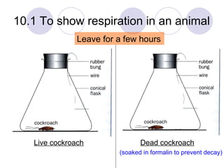 10.1 To show respiration in an animal Live cockroach Dead cockroach (soaked in formalin to prevent decay) Leave for a few ...
