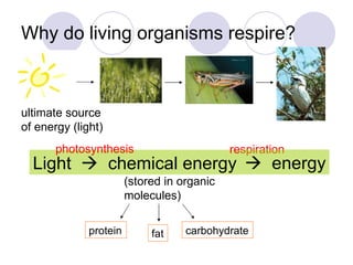 Why do living organisms respire? Light     chemical energy ultimate source of energy (light) (stored in organic molecules...
