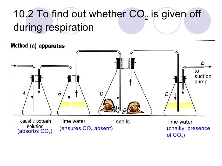 Design An Experiment To Determine If Plants Respire | fundamentals of heat exchanger design solution manual Design An Experiment To Determine If Plants Respire | fundamentals of heat exchanger design solution manual