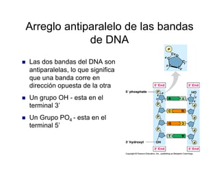 Arreglo antiparalelo de las bandas
de DNA
  Las dos bandas del DNA son
antiparalelas, lo que significa
que una banda corre en
dirección opuesta de la otra
  Un grupo OH - esta en el
terminal 3’
  Un Grupo PO4 - esta en el
terminal 5’
 