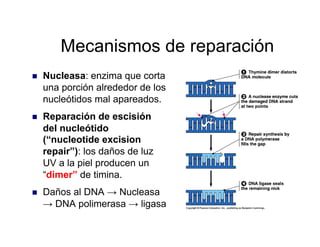 Mecanismos de reparación
  Nucleasa: enzima que corta
una porción alrededor de los
nucleótidos mal apareados.
  Reparación de escisión
del nucleótido
(“nucleotide excision
repair”): los daños de luz
UV a la piel producen un
“dimer” de timina.
  Daños al DNA → Nucleasa
→ DNA polimerasa → ligasa
 