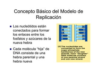 Concepto Básico del Modelo de
Replicación
  Los nucleótidos están
conectados para formar
los enlaces entre los
fosfatos y azúcares de la
nueva hebra
  Cada molécula “hija” de
DNA consiste de una
hebra parental y una
hebra nueva
 