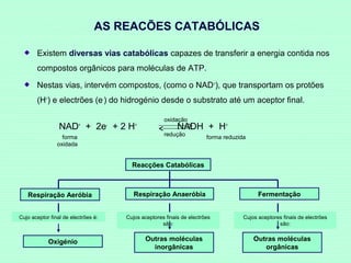 AS REACÕES CATABÓLICAS
Existem diversas vias catabólicas capazes de transferir a energia contida nos
compostos orgânicos para moléculas de ATP.
Nestas vias, intervém compostos, (como o NAD+), que transportam os protões
(H+) e electrões (e-) do hidrogénio desde o substrato até um aceptor final.

NAD + 2e + 2 H
+

forma
oxidada

-

+

oxidação

NADH + H+

redução

forma reduzida

Reacções Catabólicas

Respiração Aeróbia

Respiração Anaeróbia

Cujo aceptor final de electrões é:

Cujos aceptores finais de electrões
são:

Oxigénio

Outras moléculas
inorgânicas

Fermentação
Cujos aceptores finais de electrões
são:

Outras moléculas
orgânicas

 